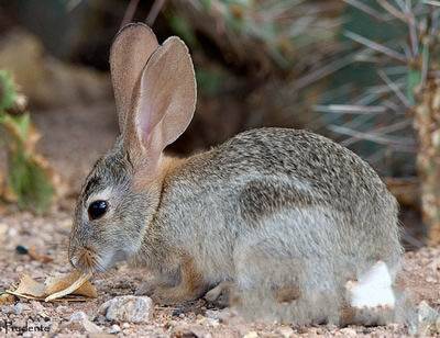 沙漠棉尾兔好养吗 沙漠棉尾兔分布于北美洲