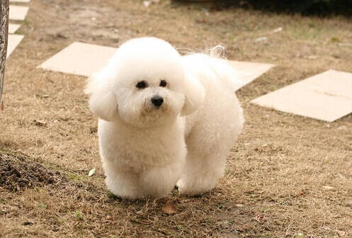 比熊不吃狗粮怎么办 根据原因相对解决