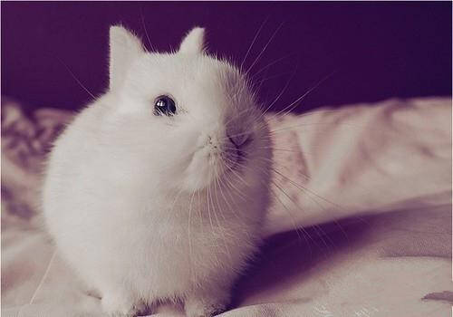波兰兔好养吗 是纯种宠物兔中最小的一个