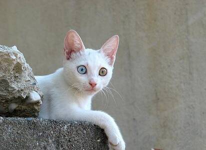 土耳其梵猫怎么养 注意饲养细节