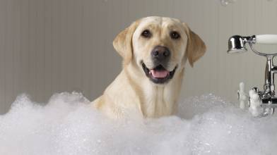 狗多大可以洗澡 幼犬可在打完疫苗后1-2个星期