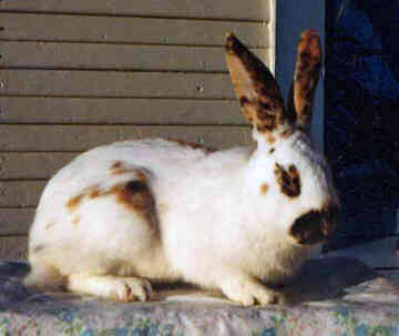 维兰特兔的价格 一般在200-500元不等
