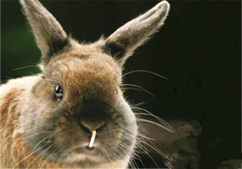 怎么挑选豫丰黄兔 可以从外观特征来选