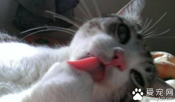 猫的舌头有什么作用 猫舌头表面很粗糙