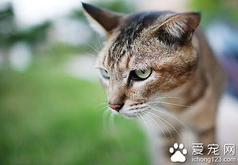 猫的呼吸系统 揭猫的呼吸系统有哪些特征