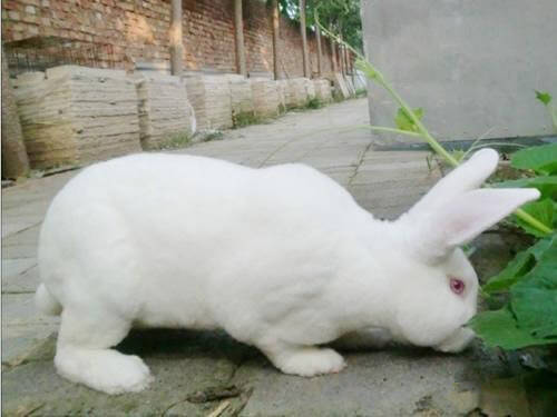 怎么训练日本大耳兔大小便 忌讳打骂兔子