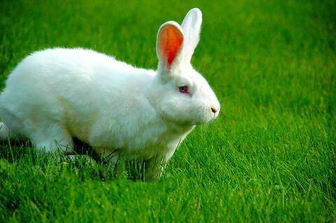 中国白兔喂什么饲料 据兔子的情况喂养饲养
