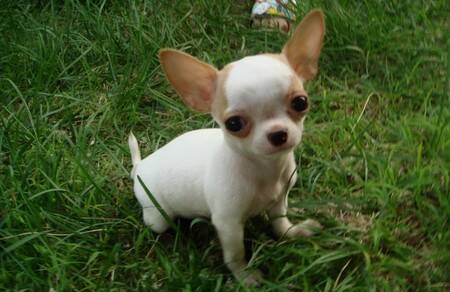 娃娃狗是什么狗 娃娃狗其实就是吉娃娃狗