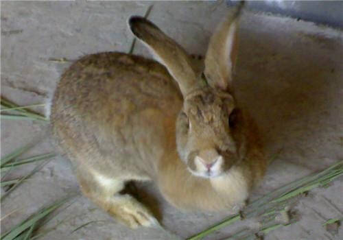 塞北兔能长多大 成年体重平均5.0-8.0千克