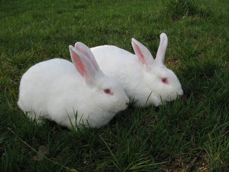 新西兰兔怎么养 喂给兔子足够的营养