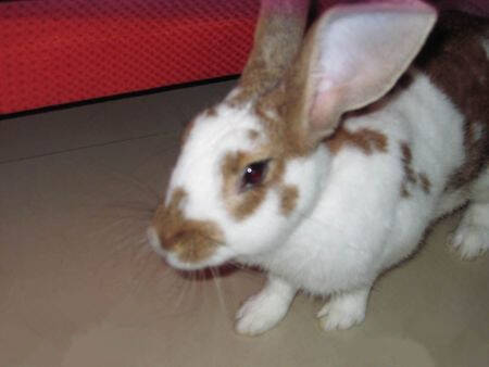 云南花兔吃什么 云南花兔是草食性动物