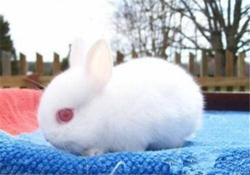 多瓦夫兔怎么挑选 是永远长不大的小型兔