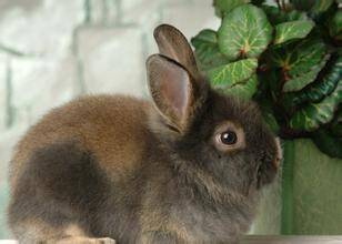 美国黄褐色家兔吃什么 兔粮喂养比较方便