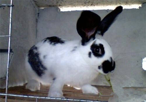 大麦丁兔能长多大 是大体型宠物兔品种之一