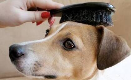 狗梳子多少钱 梳理被毛的方法