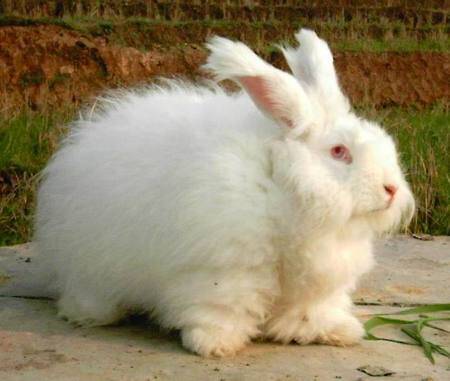 长毛兔的价格 一般在100-300元左右