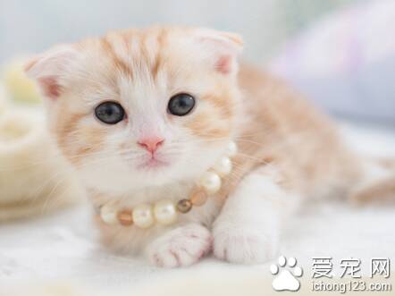 猫咪有什么品种 详解猫的点缀式斑纹色系