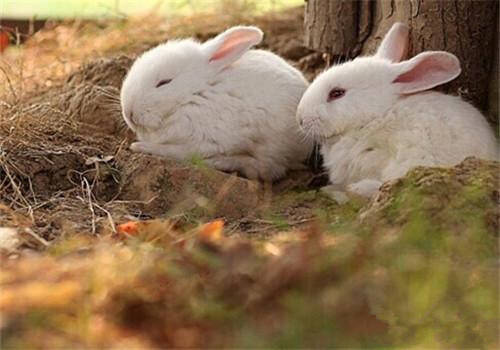 波兰兔吃什么 青干草与兔粮的配比最佳