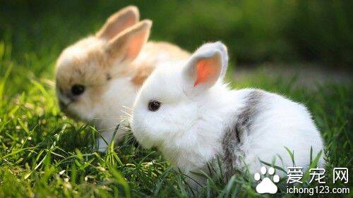 兔子喜欢什么环境 幼兔怕冷成兔怕热