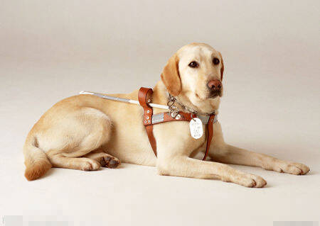 导盲犬一般是什么狗 金毛犬拉布拉多犬