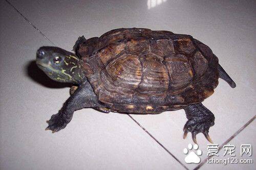 乌龟孵化过程 乌龟孵化需要的日常管理
