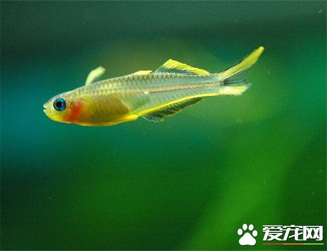 霓虹燕子繁殖 每天或隔天就要换一个托布