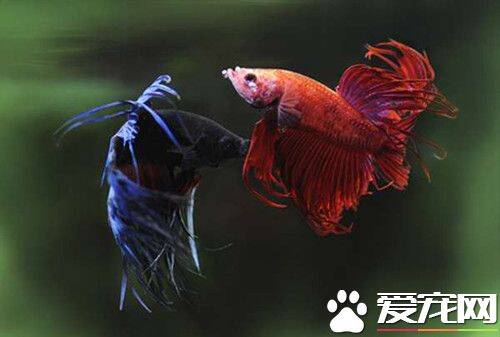 泰国斗鱼的繁殖 泰国斗鱼繁殖四个步骤
