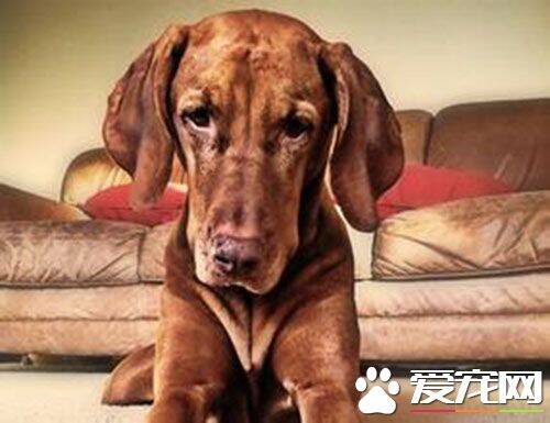 维兹拉犬缺点 羞怯胆小或神经质都属于缺陷