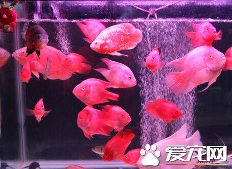 财神鱼怎么能养红 避免它们受到惊吓