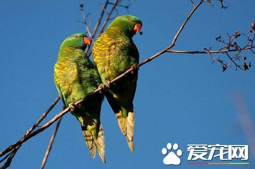 鳞胸吸蜜鹦鹉的饲养 能很快适应新环境与饲主