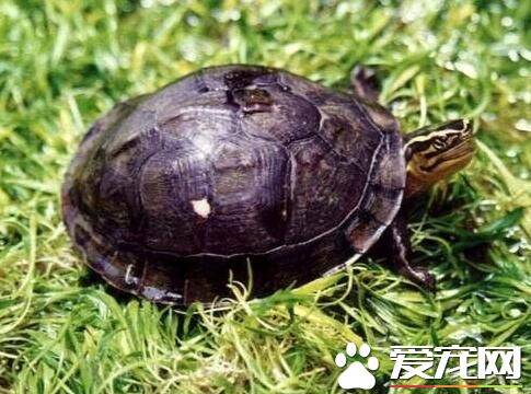 安布龟吃什么 安布龟一般吃水生植物为主