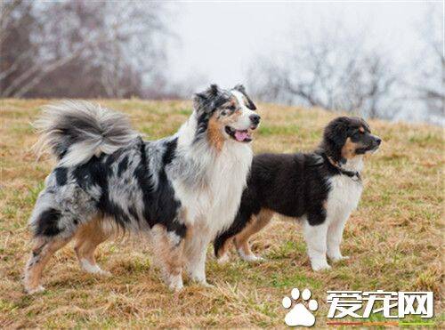 澳洲牧羊犬缺点 澳洲牧羊犬羞怯胆小