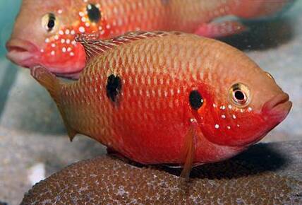 红宝石鱼吃什么 喜欢吃动物性饵料