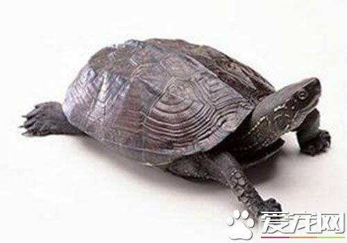 中华草龟如何养 需要创造一个有水的环境