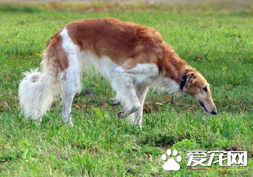 苏俄猎狼犬性格 是一种绅士安静可爱的伴侣