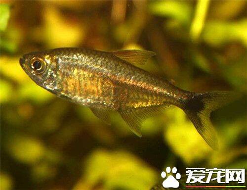 黄金灯鱼的寿命 黄金灯鱼一般可以活七年