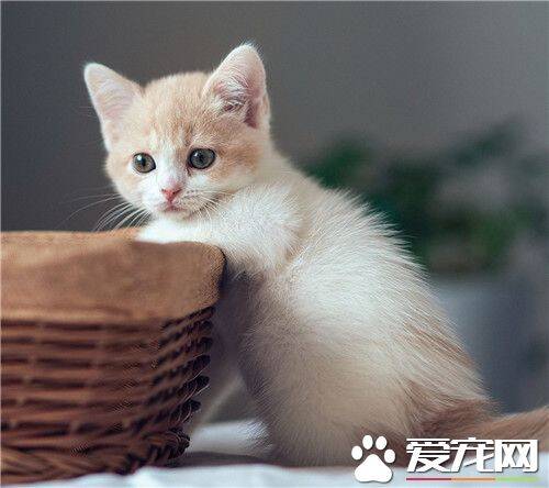 给猫喂什么 大多数猫咪都是喜欢吃鱼的