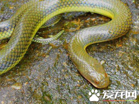 中国水蛇有毒吗 中国水蛇是有毒的蛇类