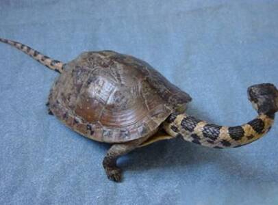 蛇颈龟能长多大 有长颈和粗糙不平的龟壳