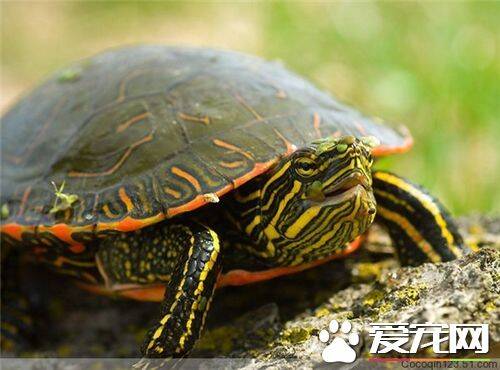 乌龟和海龟的区别 乌龟壳略扁平背腹甲固定