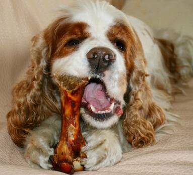 狗狗磨牙棒什么时候用 在其长牙的时候用