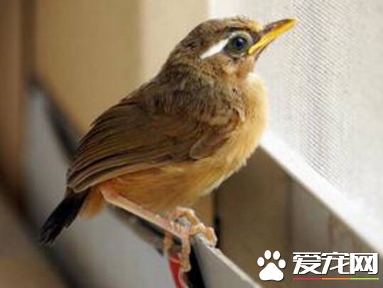 画眉鸟雏鸟饲养   要注意饮食的卫生和营养搭配