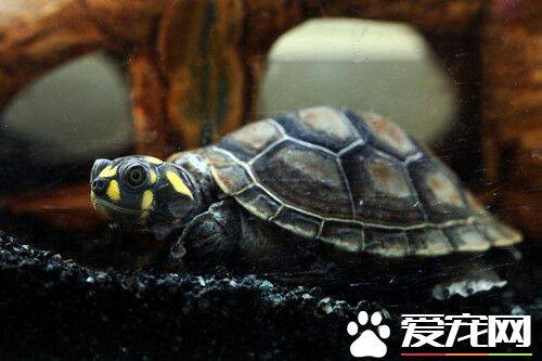 黄头侧颈龟的家庭饲养 可投喂鲜嫩的菜叶瓜果