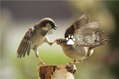 养住小麻雀的方法  从雏鸟开始饲养比较好