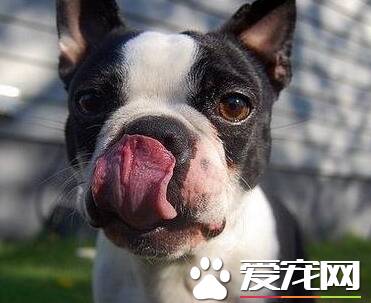 波士顿梗饲养 应经常注意犬的精神状态