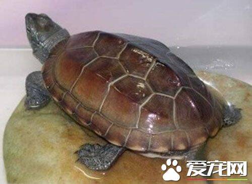 中华草龟不吃东西 有可能是生病导致的