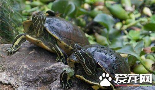 养乌龟要注意什么 养龟的时候注意乌龟是否活泼