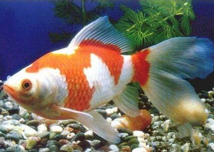红白草金鱼怎么养 保持一个恒温的环境