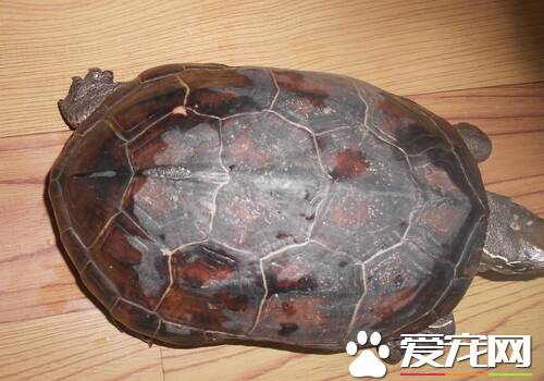 乌龟是无脊椎动物吗 是最常见的龟鳖目动物