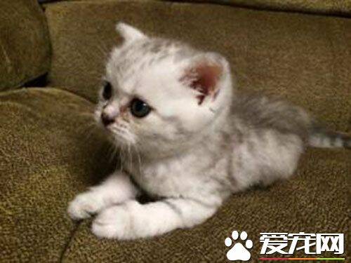 猫为什么要舔毛 可以很好的帮助身躯散热